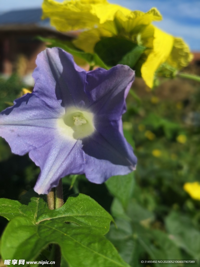 户外黄色紫色牵牛花花朵植株