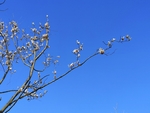 蓝色背景白色玉兰花枝条