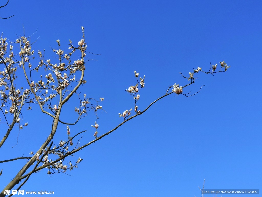 蓝色背景白色玉兰花枝条