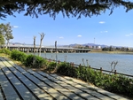 春天户外松树道路河边风景