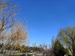 蓝天树木街边风景