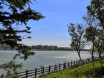 蓝天松树栏杆河边楼房风景