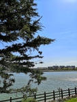 蓝天松树 河边道路栏杆风景