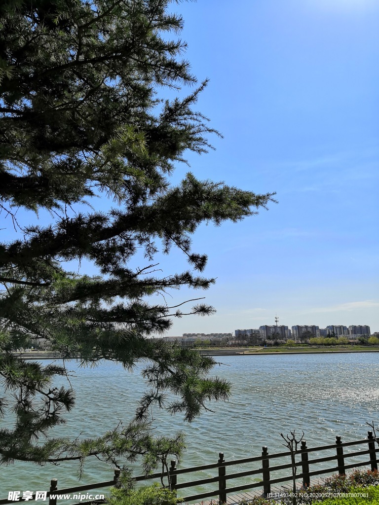 蓝天松树 河边道路栏杆风景