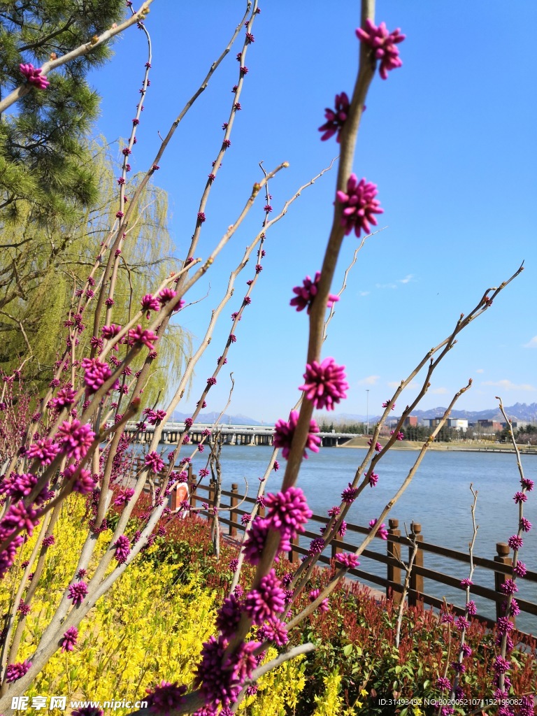 蓝天紫色丁香黄色迎春花河边风景