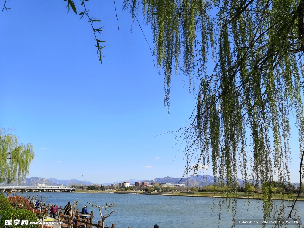 春天户外白沙河蓝天柳树河流风景