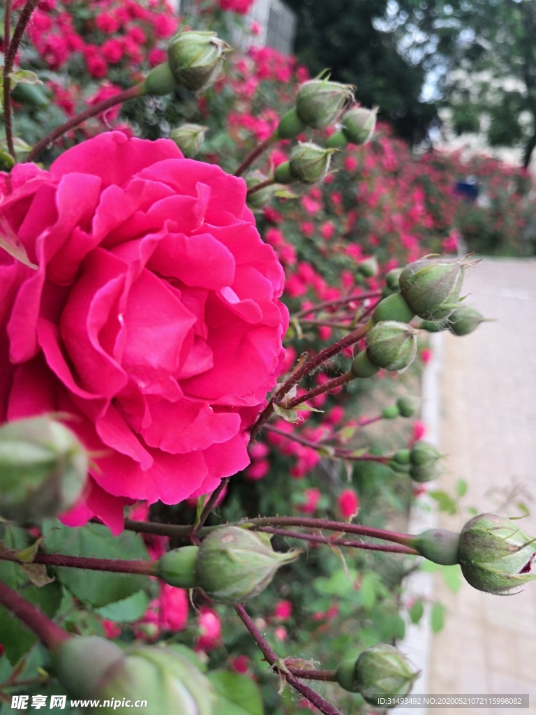 春天户外花园红色粉色月季花花朵