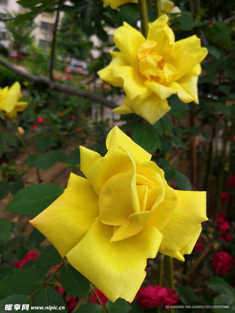 春天户外花园黄色月季花朵两朵
