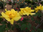 春天户外花园黄色月季花朵三朵