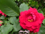 春天户外花园红色单株月季花朵