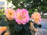 彩色粉色黄色渐变花朵月季花