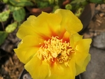 黄色绿色仙人掌花朵一朵