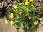 黄色绿色仙人掌花朵整棵
