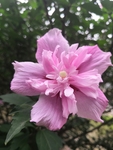 粉色紫色重瓣木槿花朵