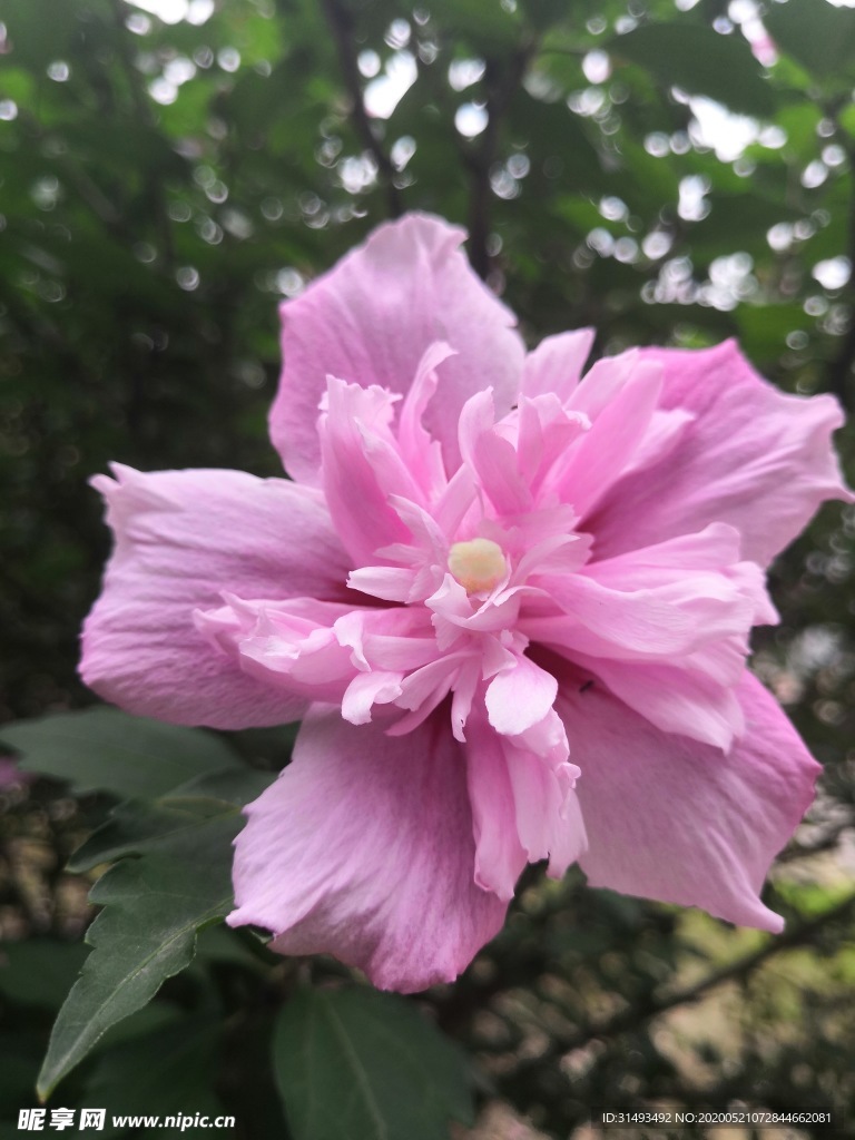 粉色紫色重瓣木槿花朵