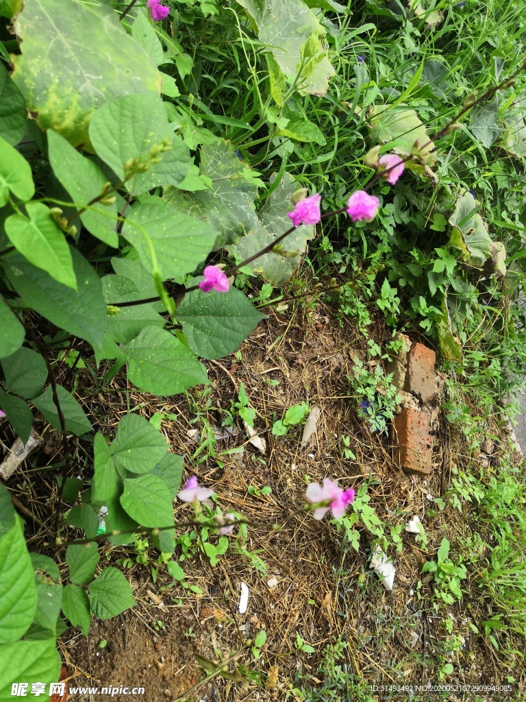 粉色紫色春天清新豆角花朵