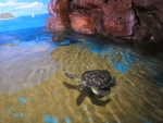 海洋馆生物动物海龟