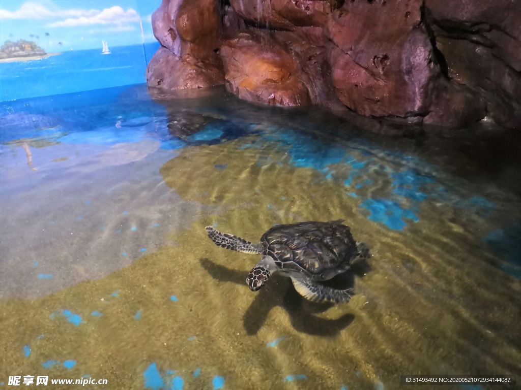 海洋馆生物动物海龟