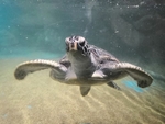 海洋生物动物海龟