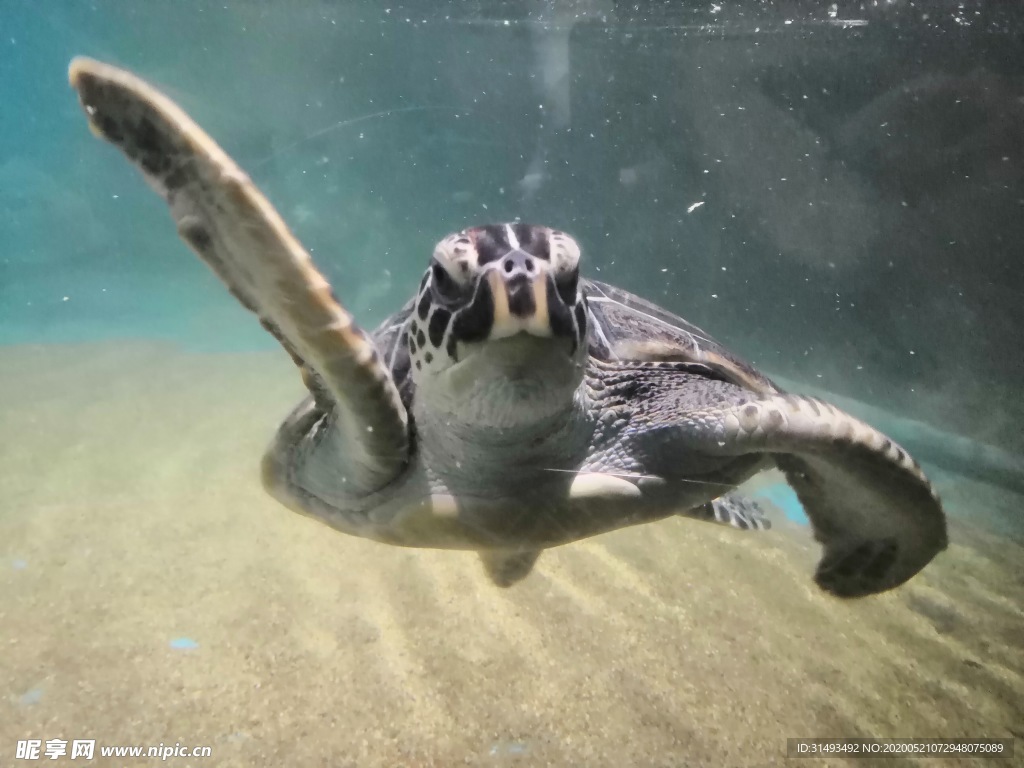 海洋生物斑点海龟