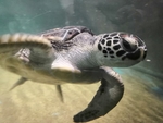 海洋生物海龟侧面