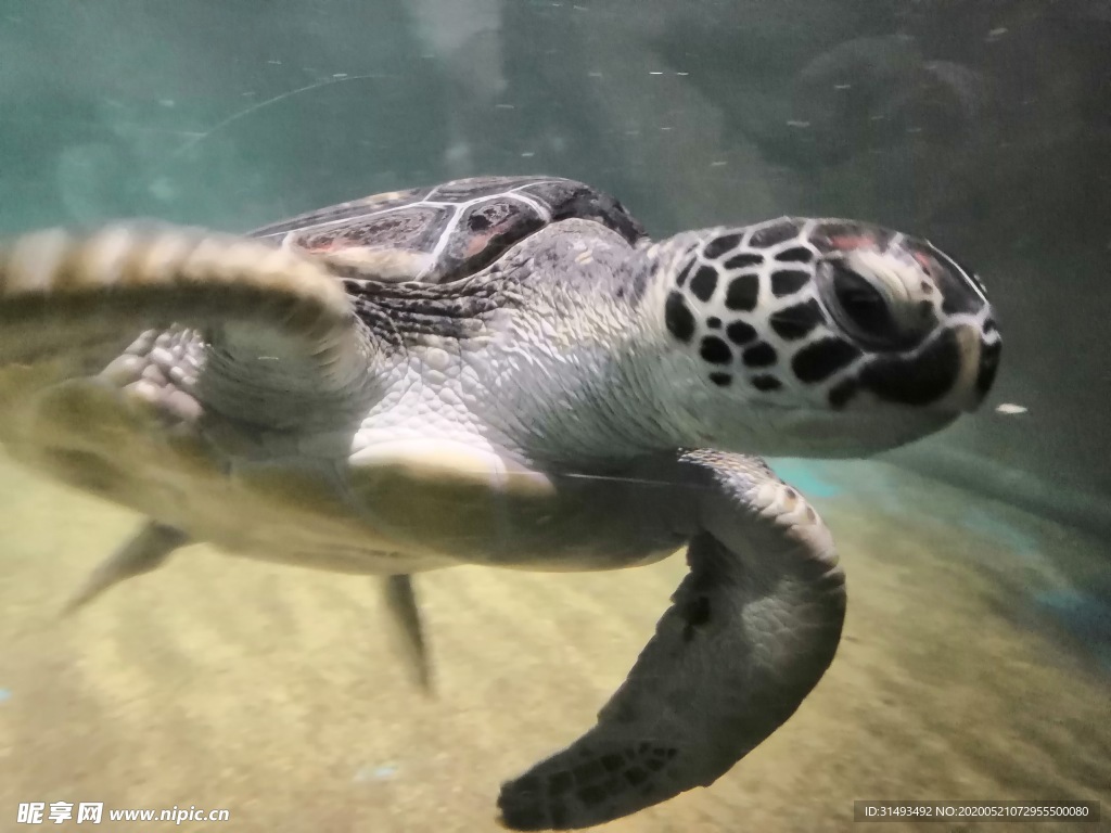 海洋生物海龟侧面