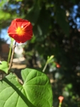 火红色清晨花园喇叭花牵牛花