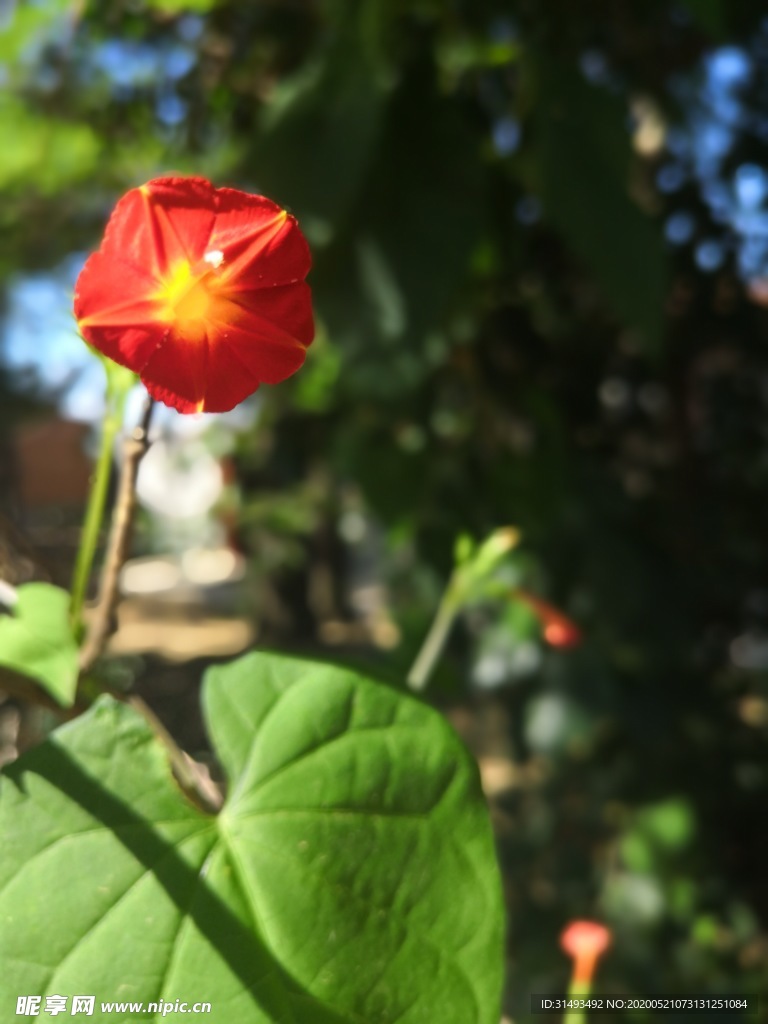 火红色清晨花园喇叭花牵牛花