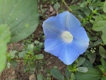 蓝色清晨花园喇叭花牵牛花