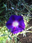 蓝色紫色喇叭花牵牛花