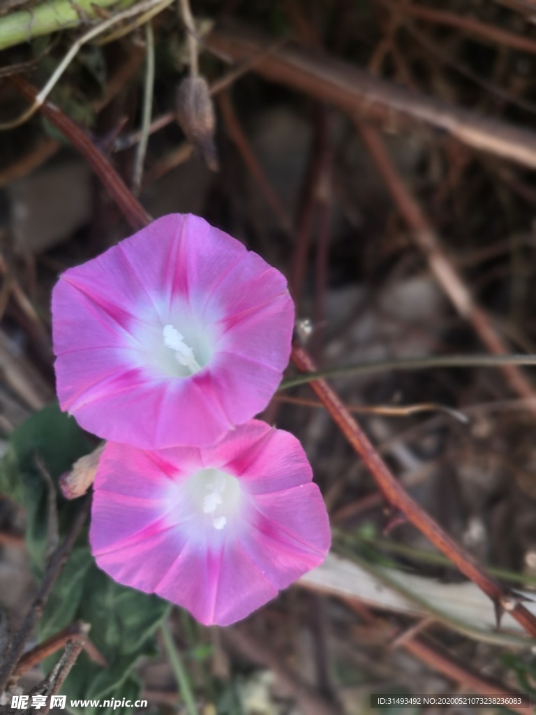 粉红色喇叭花牵牛花两棵