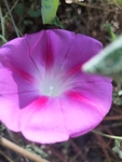 粉红色喇叭花牵牛花