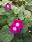 玫红色喇叭花牵牛花三棵