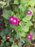 玫红色星星喇叭花牵牛花