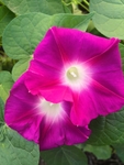 玫红色喇叭花牵牛花两颗