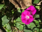 玫红色 喇叭花牵牛花两颗