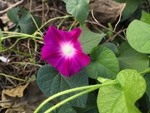 玫红色早上喇叭花牵牛花