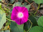 玫红色牵牛花喇叭花