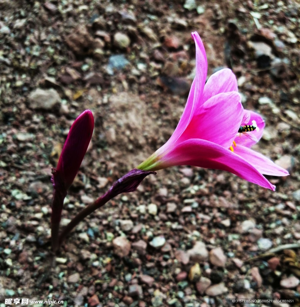 水仙花