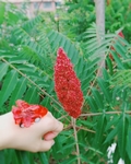 火炬树