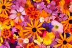 五彩鲜花