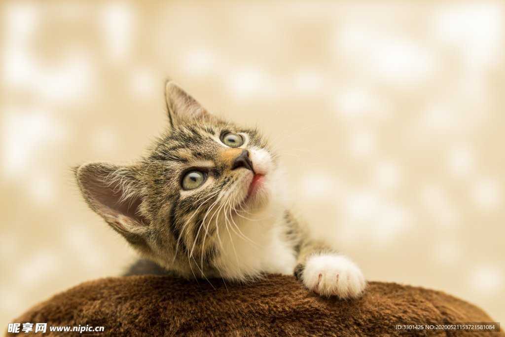 小猫 狸花猫