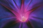 蕹菜菊花