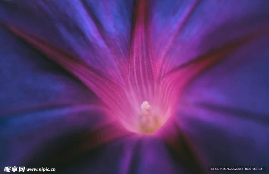 蕹菜菊花