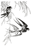 燕子素材