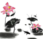 燕子素材