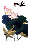 燕子素材