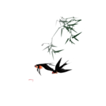 燕子素材