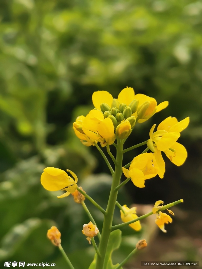 油菜花