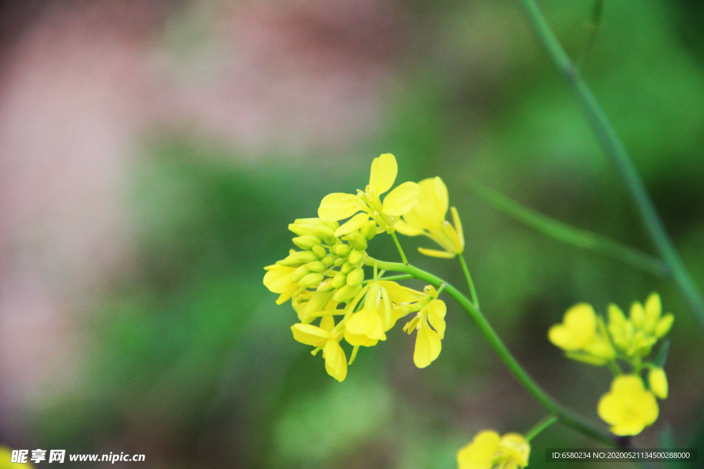 油菜花